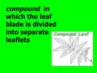 compound in
which the leaf
blade is divided
into separate
leaflets
 