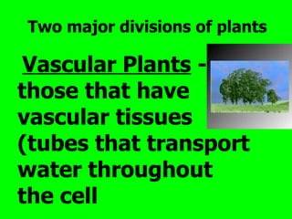 Two major divisions of plants

 Vascular Plants -
those that have
vascular tissues
(tubes that transport
water throughout
the cell
 
