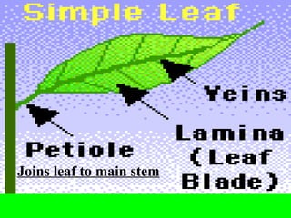 Joins leaf to main stem
 
