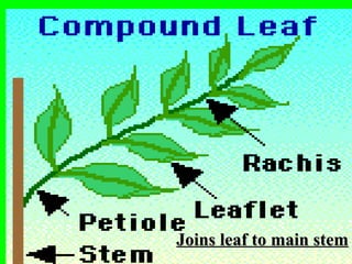 Joins leaf to main stem
 