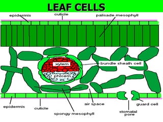 LEAF CELLS
 