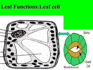 Leaf Functions:Leaf cell
 