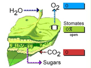 Naturalists at Large: Plant kingdom