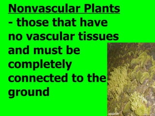 Nonvascular Plants
- those that have
no vascular tissues
and must be
completely
connected to the
ground
 