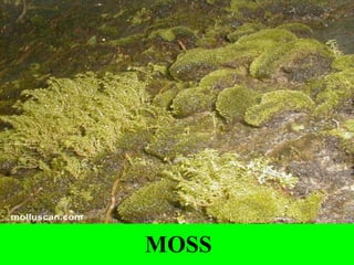 MOSS
 