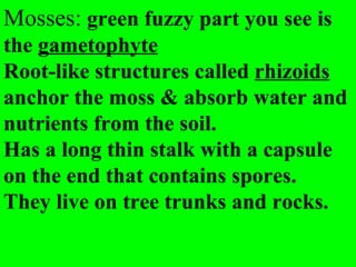 Mosses: green fuzzy part you see is
the gametophyte
Root-like structures called rhizoids
anchor the moss & absorb water and
nutrients from the soil.
Has a long thin stalk with a capsule
on the end that contains spores.
They live on tree trunks and rocks.
 