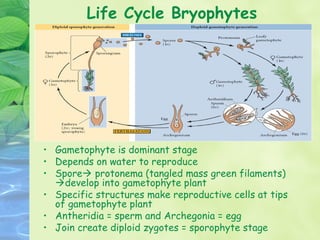 Life Cycle Bryophytes




• Gametophyte is dominant stage
• Depends on water to reproduce
• Spore protonema (tangled mass green filaments)
  develop into gametophyte plant
• Specific structures make reproductive cells at tips
  of gametophyte plant
• Antheridia = sperm and Archegonia = egg
• Join create diploid zygotes = sporophyte stage
 