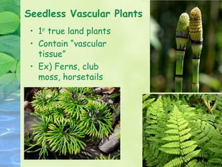 Seedless Vascular Plants
 • 1st true land plants
 • Contain “vascular
   tissue”
 • Ex) Ferns, club
   moss, horsetails
 