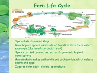 Fern Life Cycle




• Sporophyte dominant stage
• Grow haploid spores underside of fronds in structures called
  sporangia (clustered sporangia = sori)
• Spores carried by wind and water  grow into haploid
  gametophyte
• Gametophyte makes antheridia and archegonium which release
  sperm and eggs.
• Zygotes form adult, diploid, sporophyte.
 