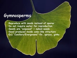 Gymnosperms
 •Reproduce with seeds instead of spores
 •Do not require water for reproduction
 •Seeds are “exposed” = naked seeds
 •Seed produced inside cone-like structure
 •Ex) “Conifers/Evergreens”–fir, spruce, ginko
 