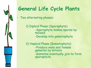 General Life Cycle Plants
• Two alternating phases:

      1) Diploid Phase (Sporophyte)
             -Sporophyte makes spores by
             meiosis
             -Develop into gametophyte

      2) Haploid Phase (Gametophyte)
            -Produce male and female
            gametes by mitosis
            -Gametes eventually join to form
            sporophyte
 