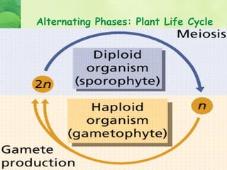 Alternating Phases: Plant Life Cycle
 