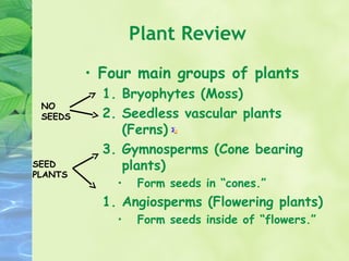Plant Review
         • Four main groups of plants
           1. Bryophytes (Moss)
 NO
 SEEDS     2. Seedless vascular plants
              (Ferns)
           3. Gymnosperms (Cone bearing
SEED          plants)
PLANTS
             •   Form seeds in “cones.”
           1. Angiosperms (Flowering plants)
             •   Form seeds inside of “flowers.”
 