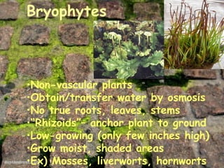 Bryophytes



•Non-vascular plants
•Obtain/transfer water by osmosis
•No true roots, leaves, stems
•“Rhizoids”– anchor plant to ground
•Low-growing (only few inches high)
•Grow moist, shaded areas
•Ex) Mosses, liverworts, hornworts
 