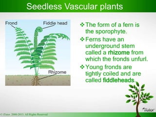The form of a fern is
the sporophyte.
Ferns have an
underground stem
called a rhizome from
which the fronds unfurl.
Young fronds are
tightly coiled and are
called fiddleheads.
Seedless Vascular plants
© iTutor. 2000-2013. All Rights Reserved
 
