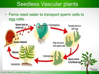 • Ferns need water to transport sperm cells to
egg cells.
Seedless Vascular plants
© iTutor. 2000-2013. All Rights Reserved
 