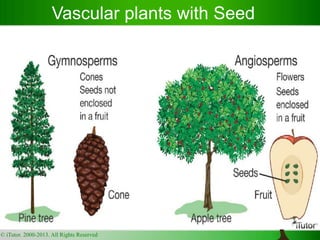 Vascular plants with Seed
© iTutor. 2000-2013. All Rights Reserved
 