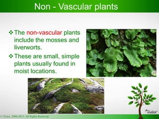 The non-vascular plants
include the mosses and
liverworts.
These are small, simple
plants usually found in
moist locations.
Non - Vascular plants
© iTutor. 2000-2013. All Rights Reserved
 