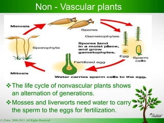 The life cycle of nonvascular plants shows
an alternation of generations.
Mosses and liverworts need water to carry
the sperm to the eggs for fertilization.
Non - Vascular plants
© iTutor. 2000-2013. All Rights Reserved
 