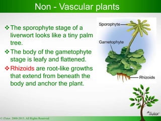 The sporophyte stage of a
liverwort looks like a tiny palm
tree.
The body of the gametophyte
stage is leafy and flattened.
Rhizoids are root-like growths
that extend from beneath the
body and anchor the plant.
Non - Vascular plants
© iTutor. 2000-2013. All Rights Reserved
 