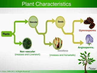 Plant Characteristics
Gymnosperms
Angiosperms.
Non vascular
(mosses and Liverwort)
Seedless
(mosses and horsetails)
© iTutor. 2000-2013. All Rights Reserved
 