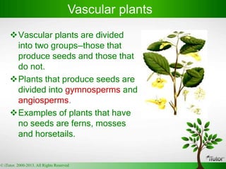 Vascular plants are divided
into two groups—those that
produce seeds and those that
do not.
Plants that produce seeds are
divided into gymnosperms and
angiosperms.
Examples of plants that have
no seeds are ferns, mosses
and horsetails.
Vascular plants
© iTutor. 2000-2013. All Rights Reserved
 