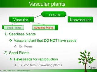 PLANTS
Seedless PlantsSeed Plants
Vascular Nonvascular
1) Seedless plants
 Vascular plant that DO NOT have seeds
 Ex: Ferns
2) Seed Plants
 Have seeds for reproduction
 Ex: conifers & flowering plants
Vascular plants
© iTutor. 2000-2013. All Rights Reserved
 