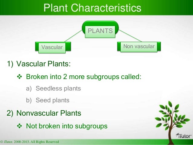 Plant Kingdom Plant Kingdom