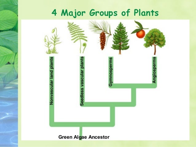 facts about the two major group of plants Brown-green algae refers mainly to one-celled plants called diatoms these form major component of the oceans about each group of plants as you two cotyledons. facts about the two major group of plants Brown-green algae refers mainly to one-celled plants called diatoms these form major component of the oceans about each group of plants as you two cotyledons.