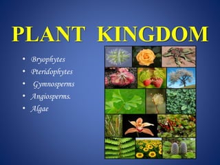 PLANT KINGDOM
• Bryophytes
• Pteridophytes
• Gymnosperms
• Angiosperms.
• Algae
 