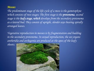 Mosses
The predominant stage of the life cycle of a moss is the gametophyte
which consists of two stages. The first stage is the protonema. second
stage is the leafy stage, which develops from the secondary protonema
as a lateral bud. They consist of upright, slender axes bearing spirally
arranged leaves.
Vegetative reproduction in mosses is by fragmentation and budding
in the secondary protonema. In sexual reproduction, the sex organs
antheridia and archegonia are produced at the apex of the leafy
shoots.
 