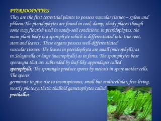 PTERIDOPHYTES
They are the first terrestrial plants to possess vascular tissues – xylem and
phloem.The pteridophytes are found in cool, damp, shady places though
some may flourish well in sandy-soil conditions. in pteridophytes, the
main plant body is a sporophyte which is differentiated into true root,
stem and leaves . These organs possess well-differentiated
vascular tissues. The leaves in pteridophyta are small (microphylls) as
in Selaginella or large (macrophylls) as in ferns. The sporophytes bear
sporangia that are subtended by leaf-like appendages called
sporophylls. The sporangia produce spores by meiosis in spore mother cells.
The spores
germinate to give rise to inconspicuous, small but multicellular, free-living,
mostly photosynthetic thalloid gametophytes called
prothallus
 