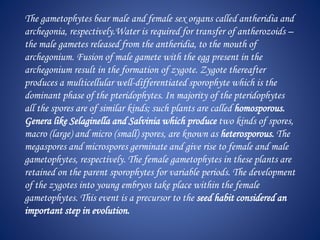 The gametophytes bear male and female sex organs called antheridia and
archegonia, respectively.Water is required for transfer of antherozoids –
the male gametes released from the antheridia, to the mouth of
archegonium. Fusion of male gamete with the egg present in the
archegonium result in the formation of zygote. Zygote thereafter
produces a multicellular well-differentiated sporophyte which is the
dominant phase of the pteridophytes. In majority of the pteridophytes
all the spores are of similar kinds; such plants are called homosporous.
Genera like Selaginella and Salvinia which produce two kinds of spores,
macro (large) and micro (small) spores, are known as heterosporous. The
megaspores and microspores germinate and give rise to female and male
gametophytes, respectively. The female gametophytes in these plants are
retained on the parent sporophytes for variable periods. The development
of the zygotes into young embryos take place within the female
gametophytes. This event is a precursor to the seed habit considered an
important step in evolution.
 