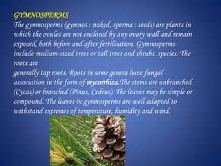 GYMNOSPERMS
The gymnosperms (gymnos : naked, sperma : seeds) are plants in
which the ovules are not enclosed by any ovary wall and remain
exposed, both before and after fertilisation. Gymnosperms
include medium-sized trees or tall trees and shrubs. species. The
roots are
generally tap roots. Roots in some genera have fungal
association in the form of mycorrhiza.The stems are unbranched
(Cycas) or branched (Pinus, Cedrus). The leaves may be simple or
compound. The leaves in gymnosperms are well-adapted to
withstand extremes of temperature, humidity and wind.
 