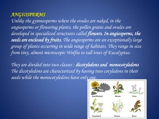 ANGIOSPERMS
Unlike the gymnosperms where the ovules are naked, in the
angiosperms or flowering plants, the pollen grains and ovules are
developed in specialized structures called flowers. In angiosperms, the
seeds are enclosed by fruits. The angiosperms are an exceptionally large
group of plants occurring in wide range of habitats. They range in size
from tiny, almost microscopic Wolfia to tall trees of Eucalyptus.
They are divided into two classes : dicotyledons and monocotyledons
The dicotyledons are characterized by having two cotyledons in their
seeds while the monocotyledons have only one.
 