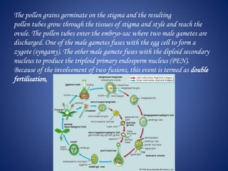 The pollen grains germinate on the stigma and the resulting
pollen tubes grow through the tissues of stigma and style and reach the
ovule. The pollen tubes enter the embryo-sac where two male gametes are
discharged. One of the male gametes fuses with the egg cell to form a
zygote (syngamy). The other male gamete fuses with the diploid secondary
nucleus to produce the triploid primary endosperm nucleus (PEN).
Because of the involvement of two fusions, this event is termed as double
fertilisation,
 