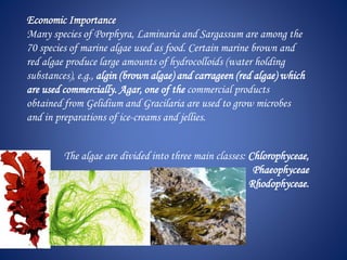 Economic Importance
Many species of Porphyra, Laminaria and Sargassum are among the
70 species of marine algae used as food. Certain marine brown and
red algae produce large amounts of hydrocolloids (water holding
substances), e.g., algin (brown algae) and carrageen (red algae) which
are used commercially. Agar, one of the commercial products
obtained from Gelidium and Gracilaria are used to grow microbes
and in preparations of ice-creams and jellies.
The algae are divided into three main classes: Chlorophyceae,
Phaeophyceae
Rhodophyceae.
 