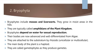 2. Bryophyta
 Bryophytes include mosses and liverworts. They grow in moist areas in the
hills.
 They are typically called amphibians of the Plant Kingdom.
 Bryophytes depend on water for sexual reproduction.
 Their bodies are now advanced and well-differentiated from Algae.
 They are attached to the substratum by rhizoids (unicellular or multicellular).
 The main body of the plant is a haploid.
 They are called gametophytes as they produce gametes.
 