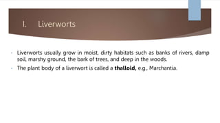 I. Liverworts
• Liverworts usually grow in moist, dirty habitats such as banks of rivers, damp
soil, marshy ground, the bark of trees, and deep in the woods.
• The plant body of a liverwort is called a thalloid, e.g., Marchantia.
 
