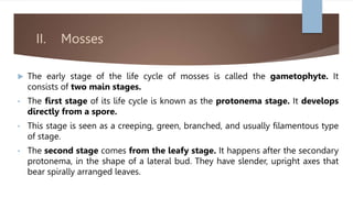 II. Mosses
 The early stage of the life cycle of mosses is called the gametophyte. It
consists of two main stages.
• The first stage of its life cycle is known as the protonema stage. It develops
directly from a spore.
• This stage is seen as a creeping, green, branched, and usually filamentous type
of stage.
• The second stage comes from the leafy stage. It happens after the secondary
protonema, in the shape of a lateral bud. They have slender, upright axes that
bear spirally arranged leaves.
 