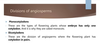 Divisions of angiosperms
 Monocotyledons
• These are the types of flowering plants whose embryo has only one
cotyledon. And it is why they are called monocots.
 Dicotyledons
• These are the division of angiosperms where the flowering plant has
cotyledon in pairs.
 