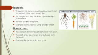 PlANT kINGDOM with effective activitiesss | PPTX