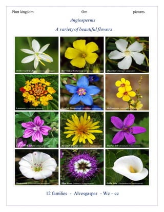 Plant kingdom Om pictures
Angiosperms
A variety of beautiful flowers
12 families - Alvesgaspar - Wc – cc
 
