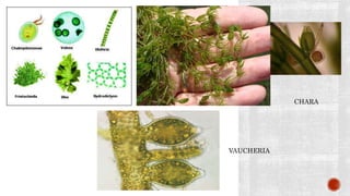 CHARA
VAUCHERIA
 