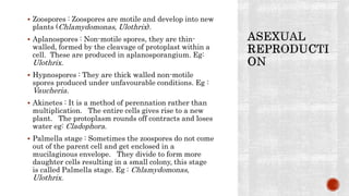  Zoospores : Zoospores are motile and develop into new
plants (Chlamydomonas, Ulothrix).
 Aplanospores : Non-motile spores, they are thin-
walled, formed by the cleavage of protoplast within a
cell. These are produced in aplanosporangium. Eg:
Ulothrix.
 Hypnospores : They are thick walled non-motile
spores produced under unfavourable conditions. Eg :
Vaucheria.
 Akinetes : It is a method of perennation rather than
multiplication. The entire cells gives rise to a new
plant. The protoplasm rounds off contracts and loses
water eg: Cladophora.
 Palmella stage : Sometimes the zoospores do not come
out of the parent cell and get enclosed in a
mucilaginous envelope. They divide to form more
daughter cells resulting in a small colony, this stage
is called Palmella stage. Eg : Chlamydomonas,
Ulothrix.
 