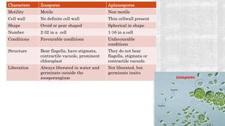 Characters Zoospores Aplanospores
Motility Motile Non-motile
Cell wall No definite cell wall Thin cellwall present
Shape Ovoid or pear shaped Spherical in shape
Number 2-32 in a cell 1-16 in a cell
Conditions Favourable conditions Unfavourable
conditions
Structure Bear flagella, have stigmata,
contractile vacuole, prominent
chloroplast
They do not bear
flagella, stigmata or
contractile vacuole.
Liberation Always liberated in water and
germinate outside the
zoosporangium
Not liberated, but
germinate insitu
 