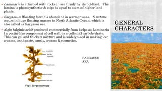  Laminaria is attached with rocks in sea firmly by its holdfast. The
lamina is photosynthetic & stipe is equal to stem of higher land
plants.
 Sargassum (floating form) is abundant in warmer seas. S.natans
occurs in huge floating masses in North Atlantic Ocean, which is
also called as Sargasso sea.
 Algin (alginic acid) produced commercially from kelps as Laminaria
( a pectin-like component of cell wall) is a colloidal carbohydrate.
This can gel and thicken mixture and is widely used in making ice-
creams, toothpaste, candy, creams & cosmetics.
SARGASSO
SEA
 