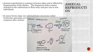  Asexual reproduction is common in brown algae and is affected by
fragmentation of the thallus. The fragments either remain
attached to the substratum or float away and give rise to new
individuals.
 In many brown algae one celled globular structures called
Unilocular sporangia are formed which produce biflagellate
zoospores after meiosis.
 
