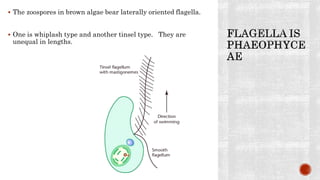 The zoospores in brown algae bear laterally oriented flagella.
 One is whiplash type and another tinsel type. They are
unequal in lengths.
 