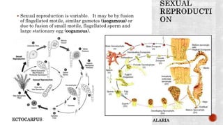  Sexual reproduction is variable. It may be by fusion
of flagellated motile, similar gametes (isogamous) or
due to fusion of small motile, flagellated sperm and
large stationary egg (oogamous).
ECTOCARPUS ALARIA
 